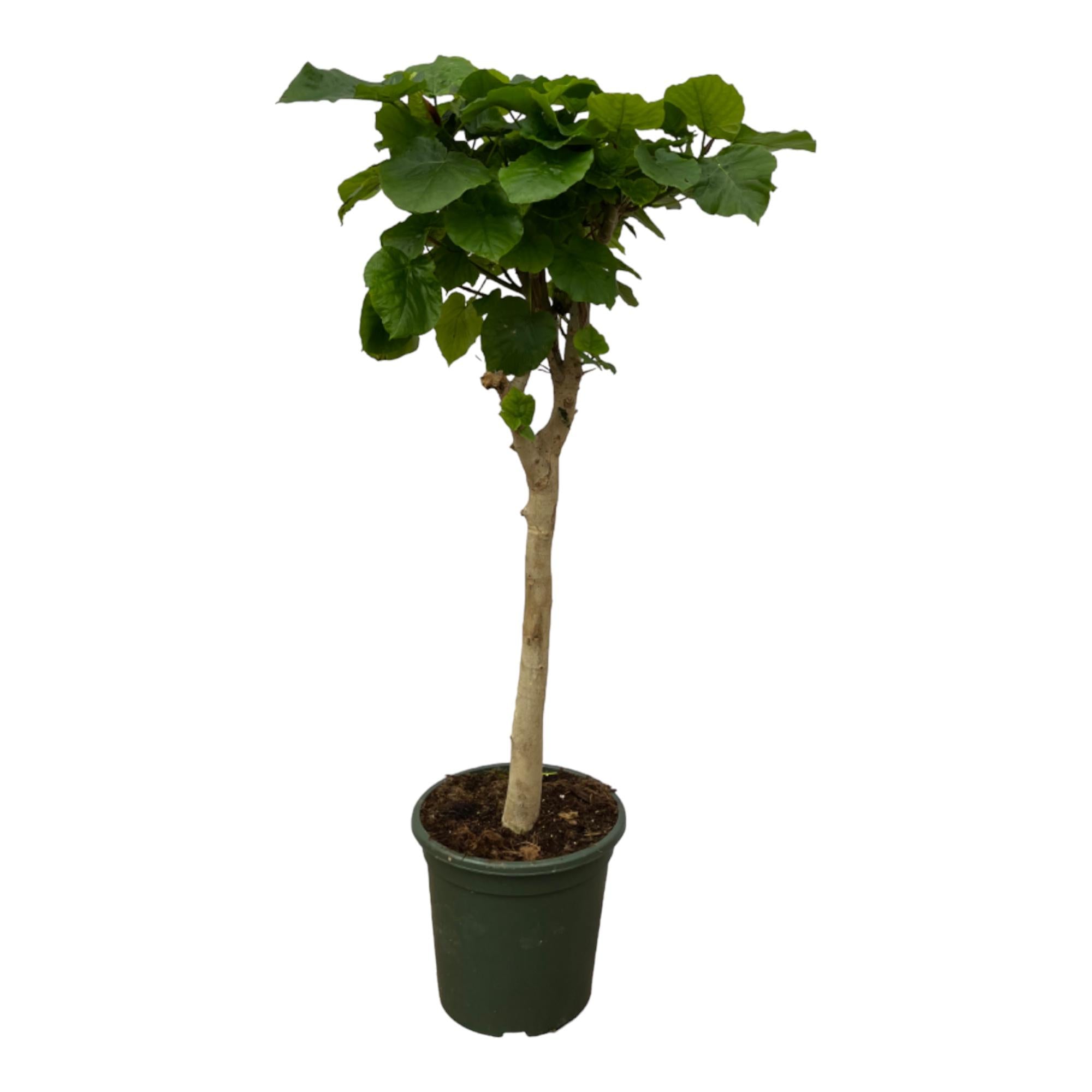 Ficus Umbellata stam Ø 180cm - ø45