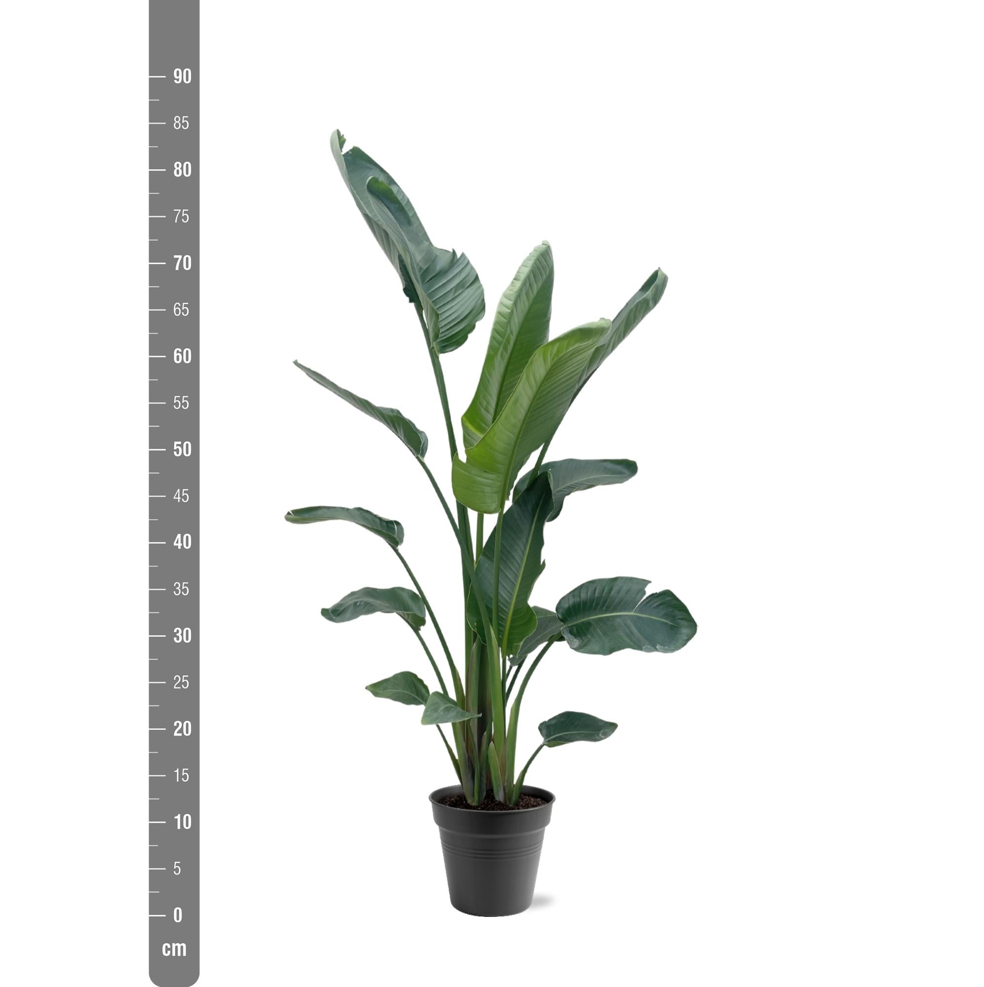 Witte paradijsvogel XXL (Strelitzia nicolai) 190-225 cm hoog, pot ø34 cm