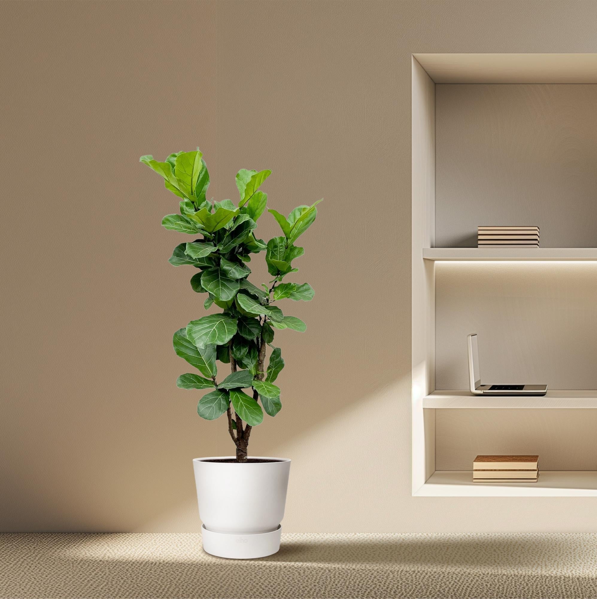 Ficus Lyrata vertakte plant van 150 cm hoog in pot van 32 cm diameter