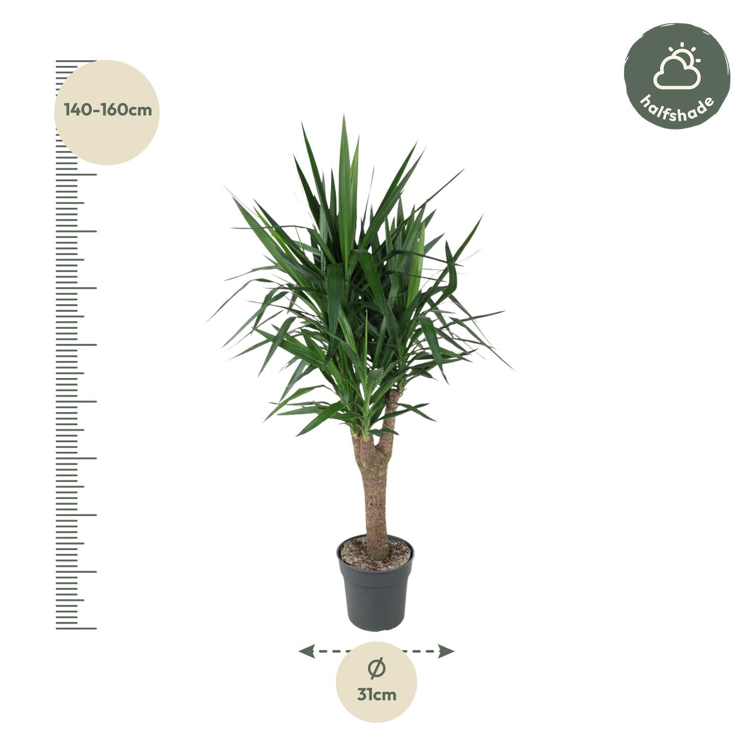 Yucca verzweigt (Yucca elephantipes) 150 cm hoch, Topf ø31 cm