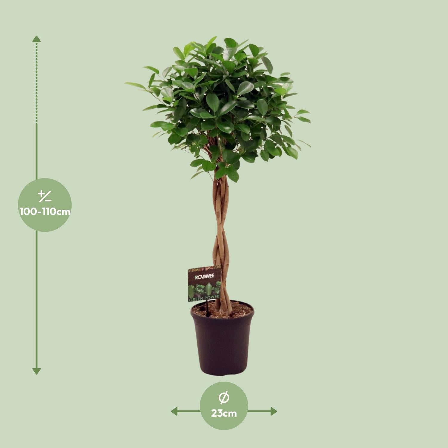 Treurvijg Moclame (Ficus microcarpa) 110 cm hoog, pot ø23 cm