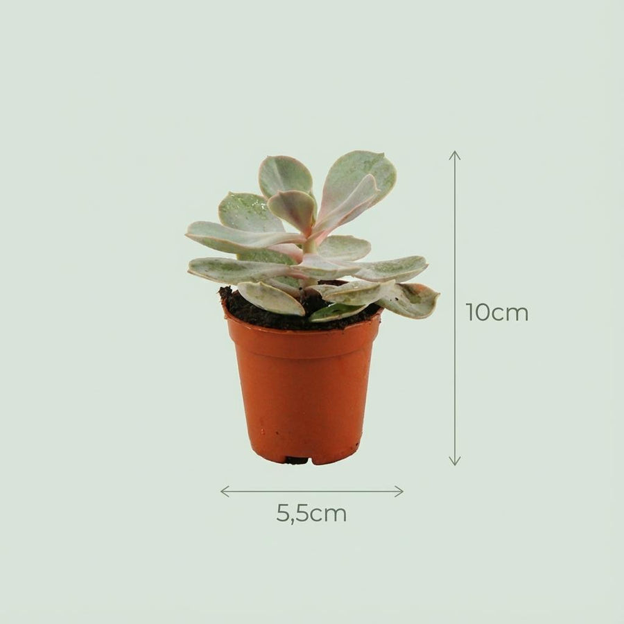 Mini succulenten mix (15 planten, pot ø5,5 cm)