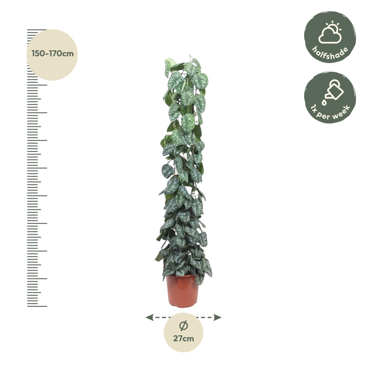 Scindapsus pictus Trebie aan gaasrek 160 cm hoog, pot ø27 cm