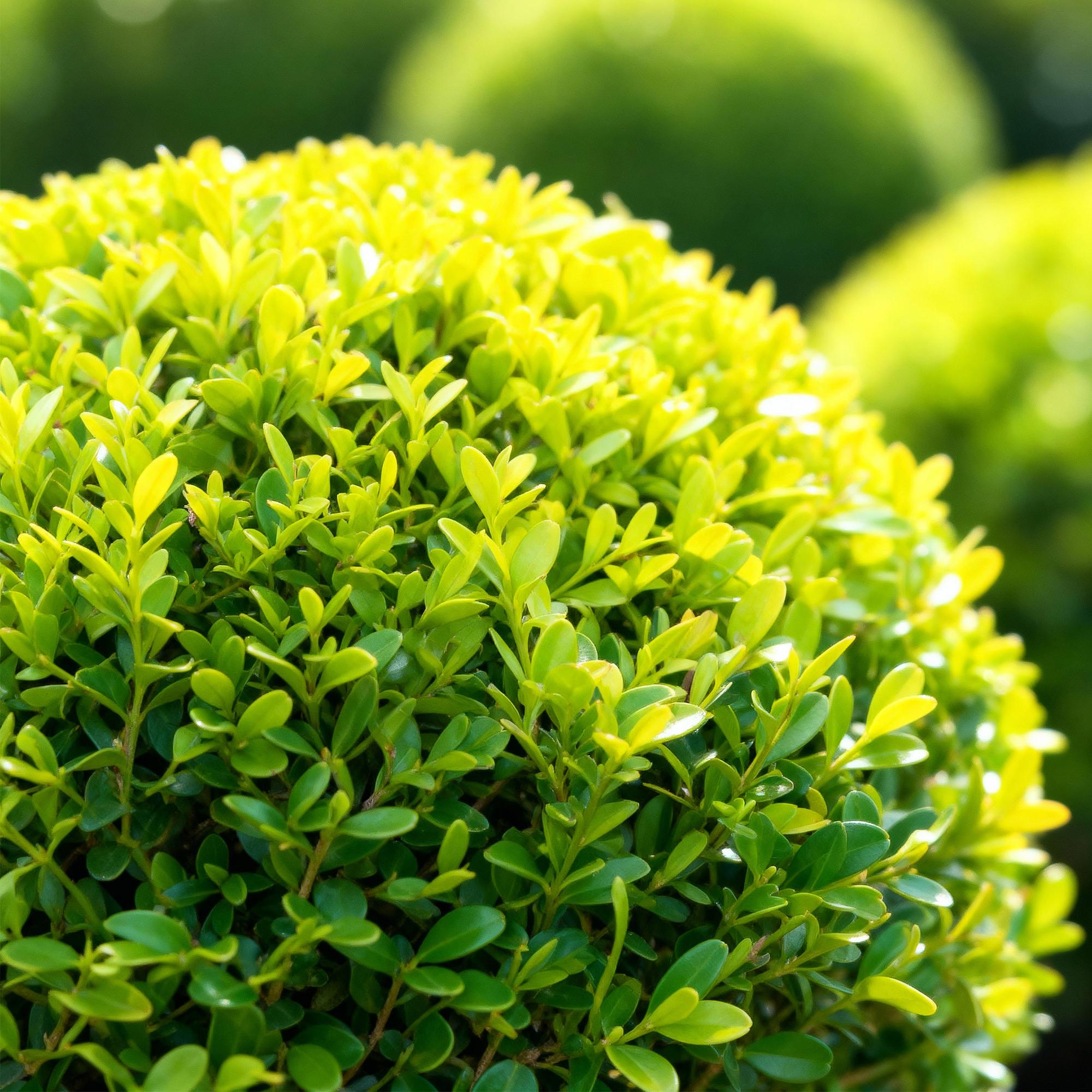 Schimmelresistente buxus bol 30 cm, pot ø26 cm, set van 2