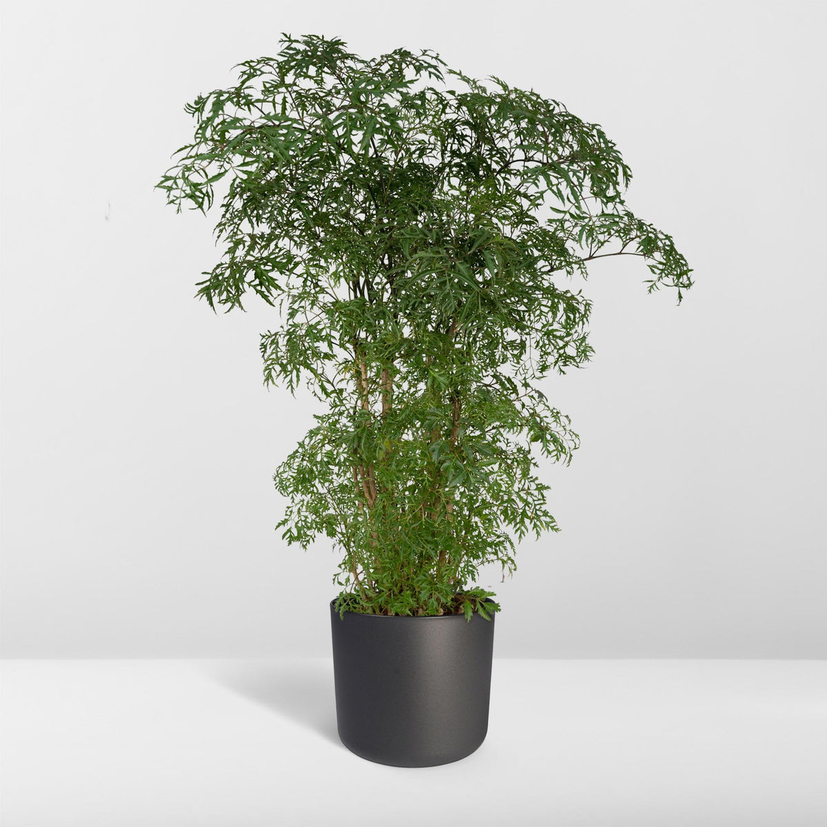 Aralia 75 cm hög, kruka ø21 cm