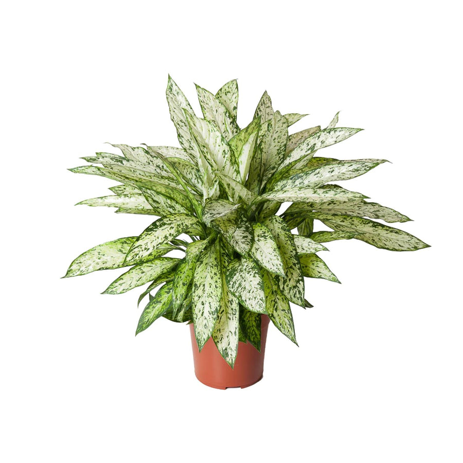 Dieffenbachie (Dieffenbachia 'Vesuvius') 80 cm hoch, Topf ø27 cm