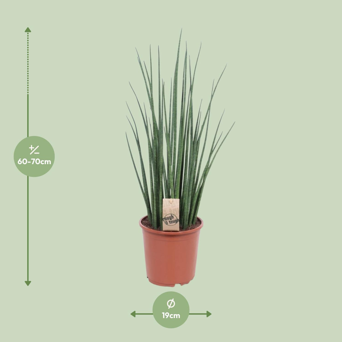 Vrouwentong (Sansevieria 'Mikado')