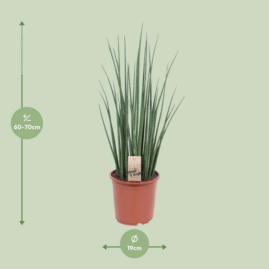 Vrouwentong (Sansevieria 'Mikado') 70 cm hoog, pot ø19 cm