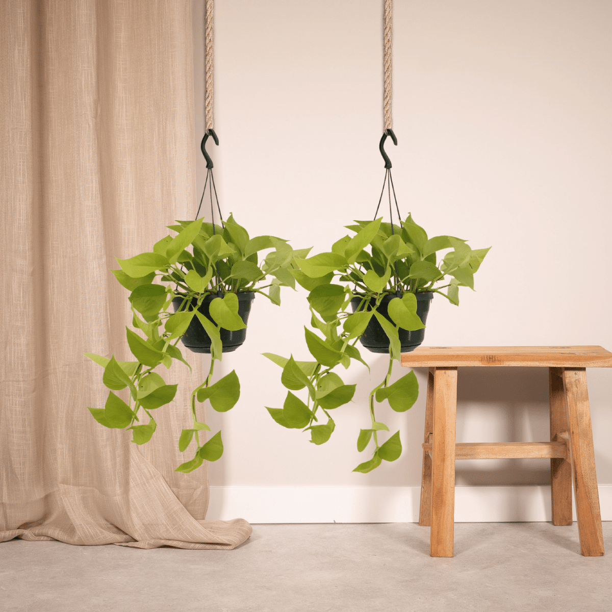 Epipremnum aureum 'Golden Pothos'