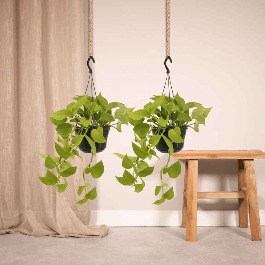 Epipremnum aureum 'Golden Pothos' (2 planten, pot ø15 cm)