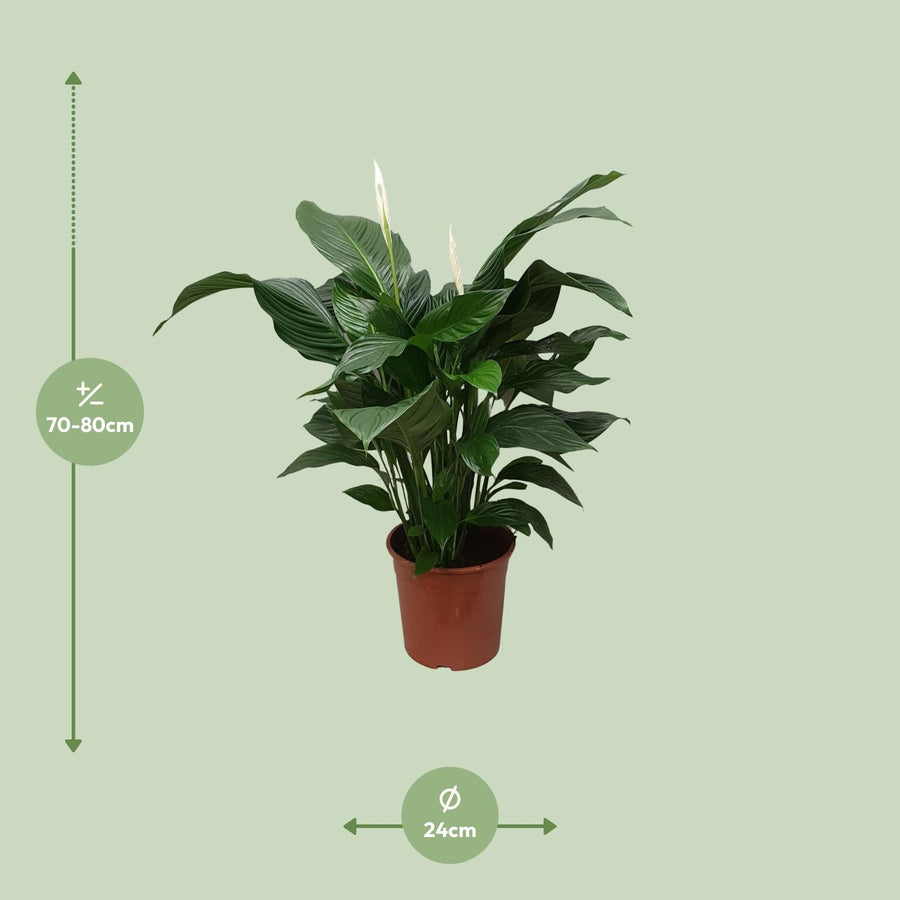 Einblatt (Spathiphyllum 'Sweet Silvana') 80 cm hoch, Topf ø24 cm
