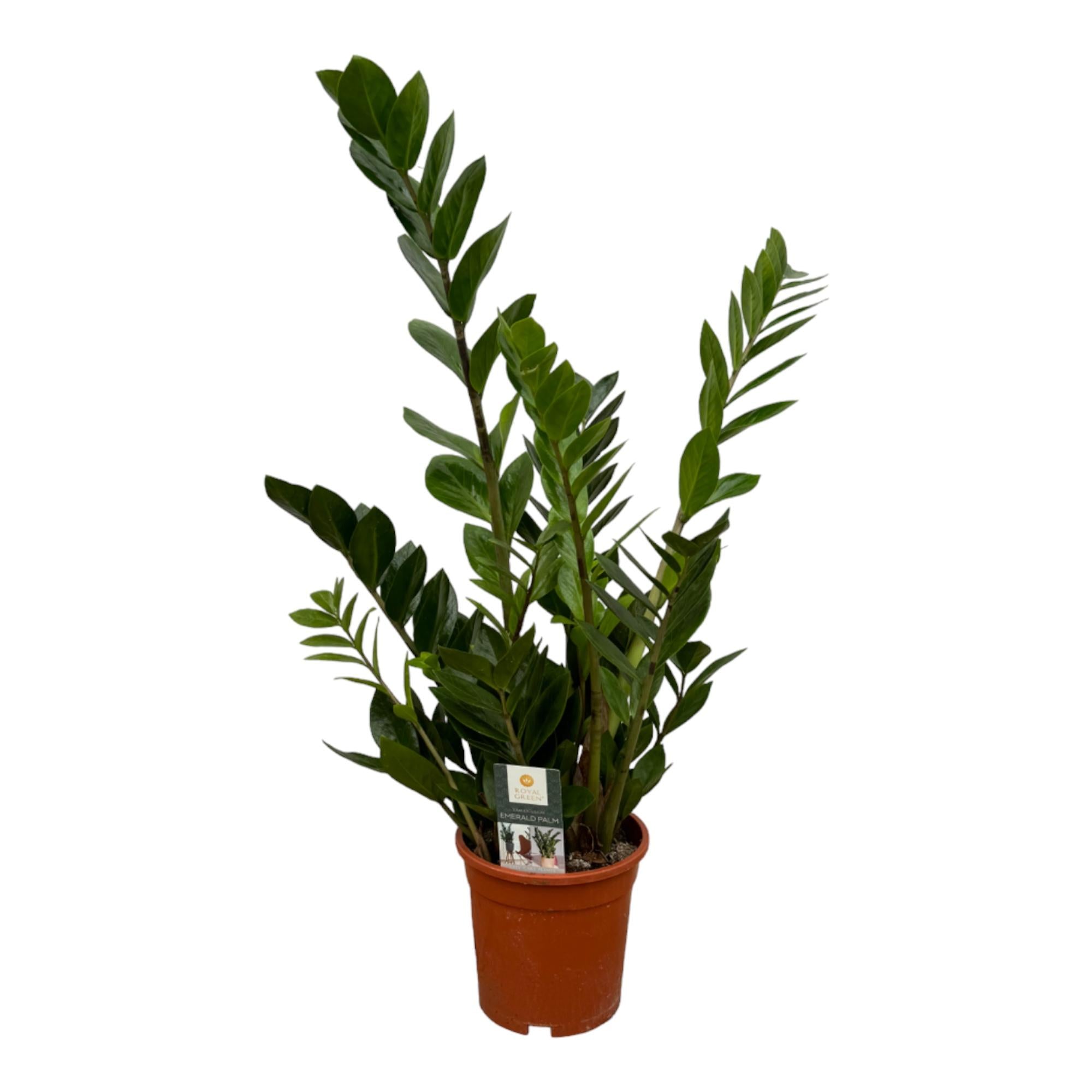 Zamioculcas Ø 70cm - ø17