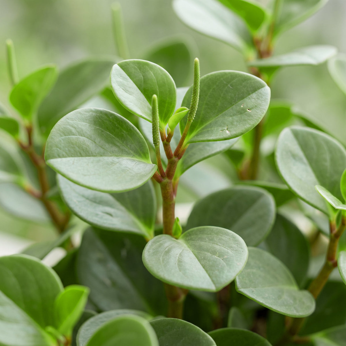 Peperomia 'Hope'