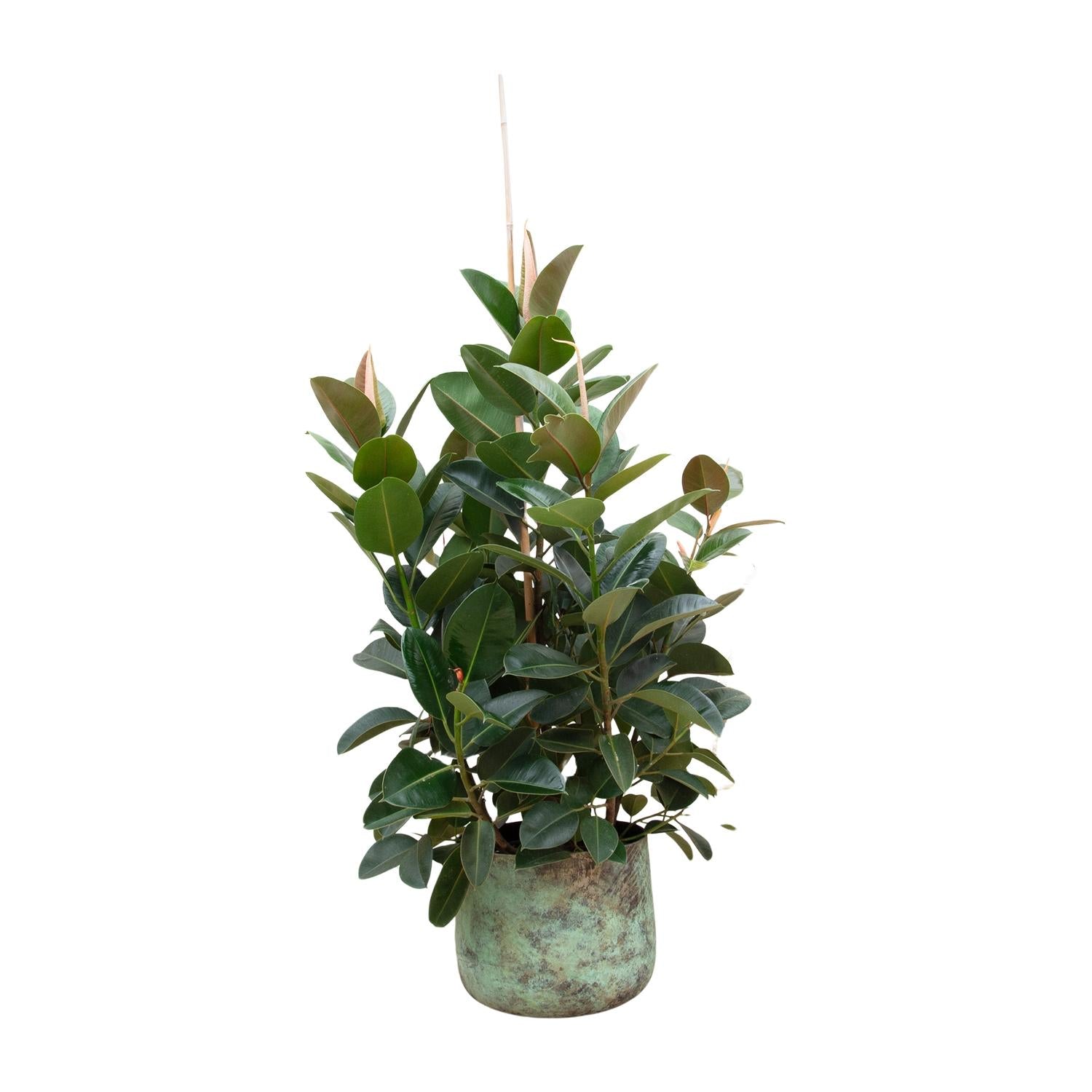 Rubberboom vertakt (Ficus elastica Robusta) 150 cm hoog, pot ø38 cm