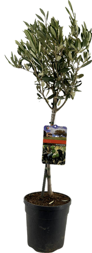 Olea Europaea på stilk