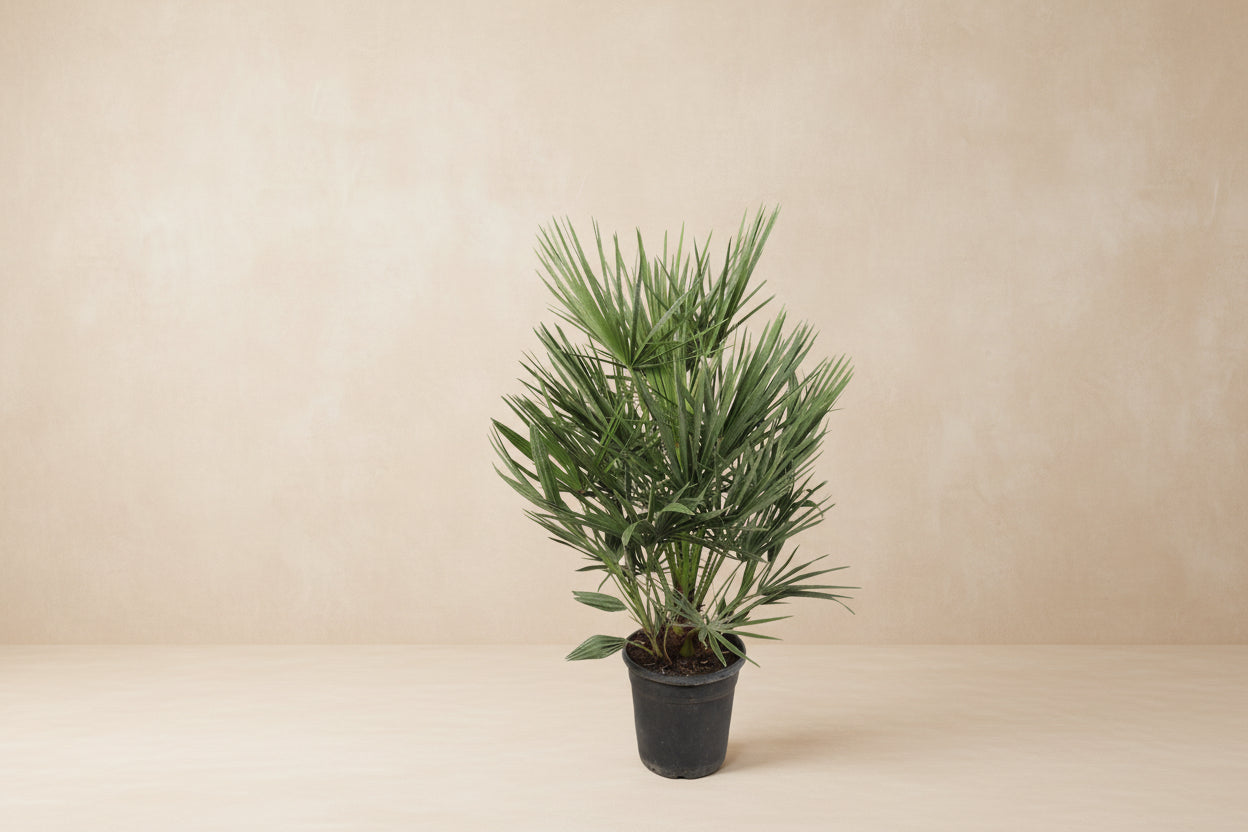 Chamaerops Humilis - 100cm - Ø21