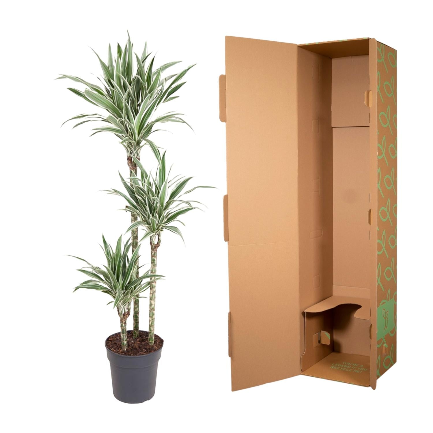 Dracaena White Stripe (drakenbloedboom) 150 cm hoog, pot ø24 cm