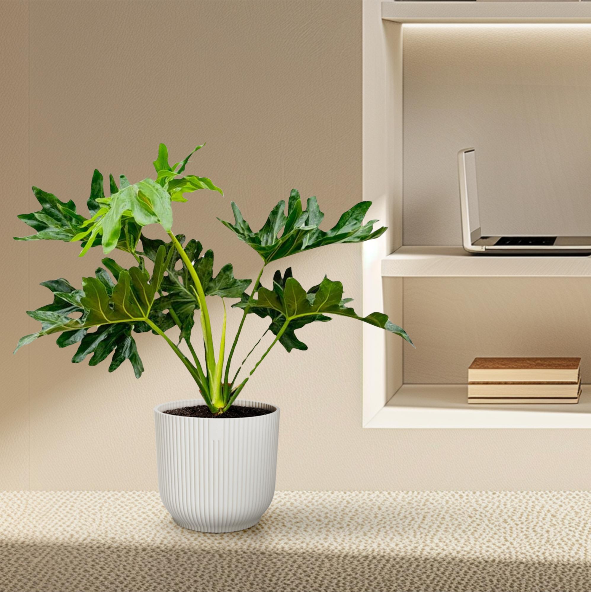 Philodendron Selloum Ø19 60cm - ø19