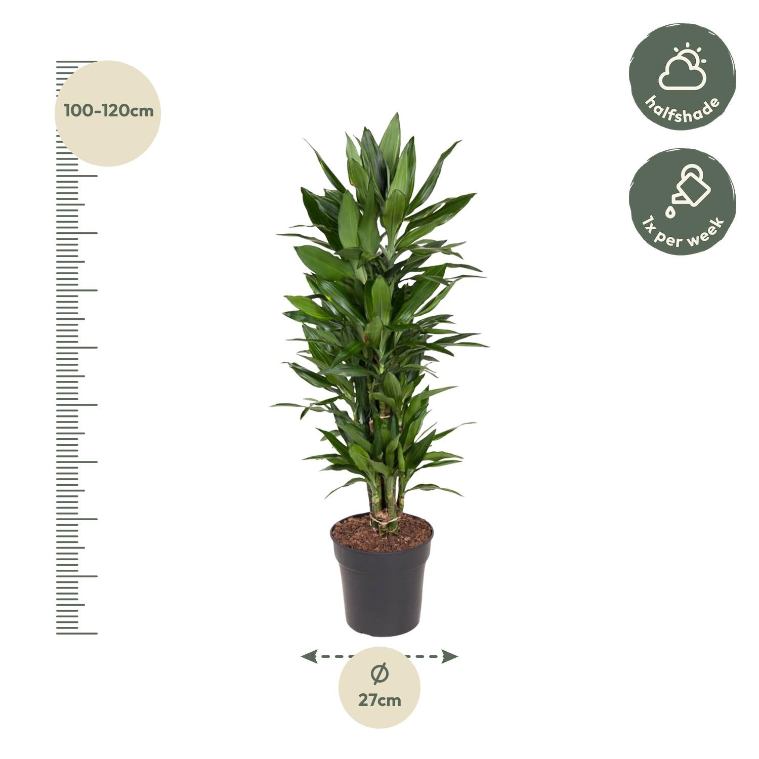 Drakenbloedboom Janet Lind vertakt (Dracaena) 110 cm hoog, pot ø27 cm