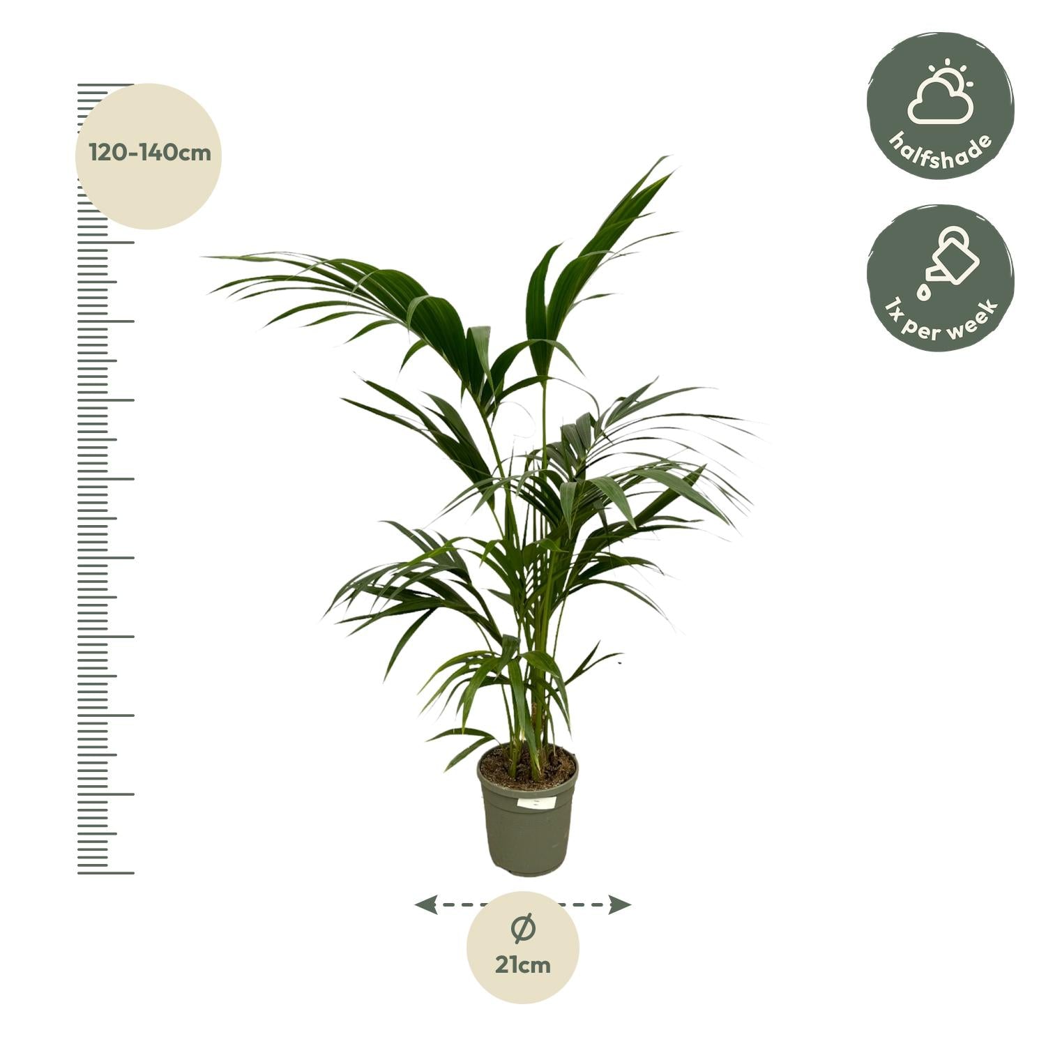 Kentia palm