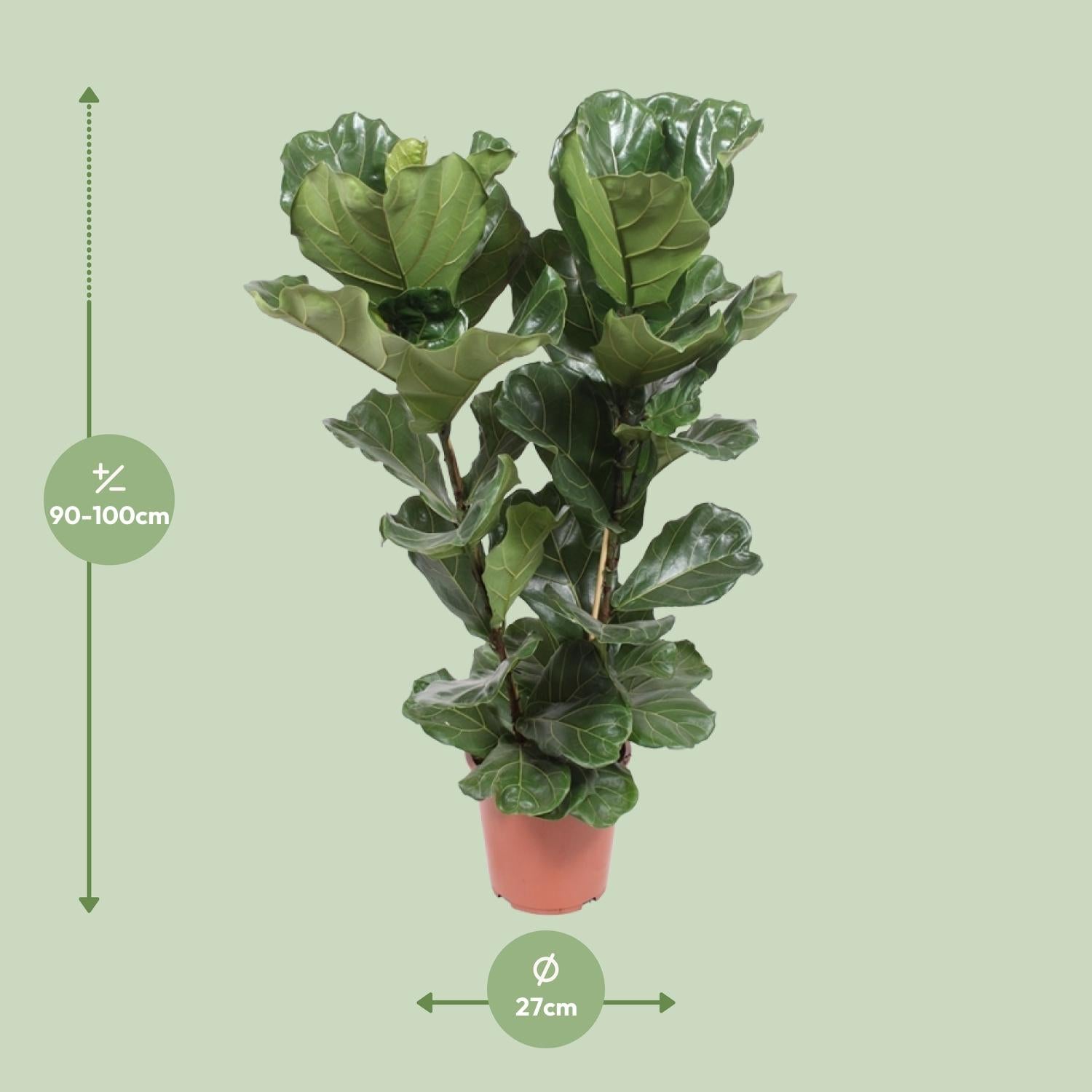 Vioolblad ficus (Ficus lyrata) 100 cm hoog, pot ø27 cm