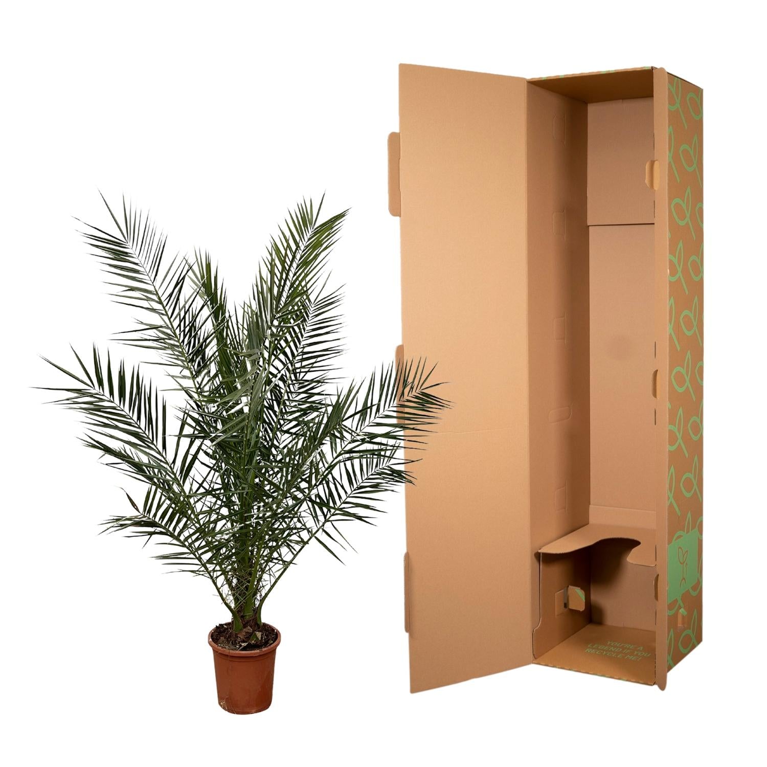 Phoenix Canariensis with dark green feathery leaves in pot next to protective shipping box.