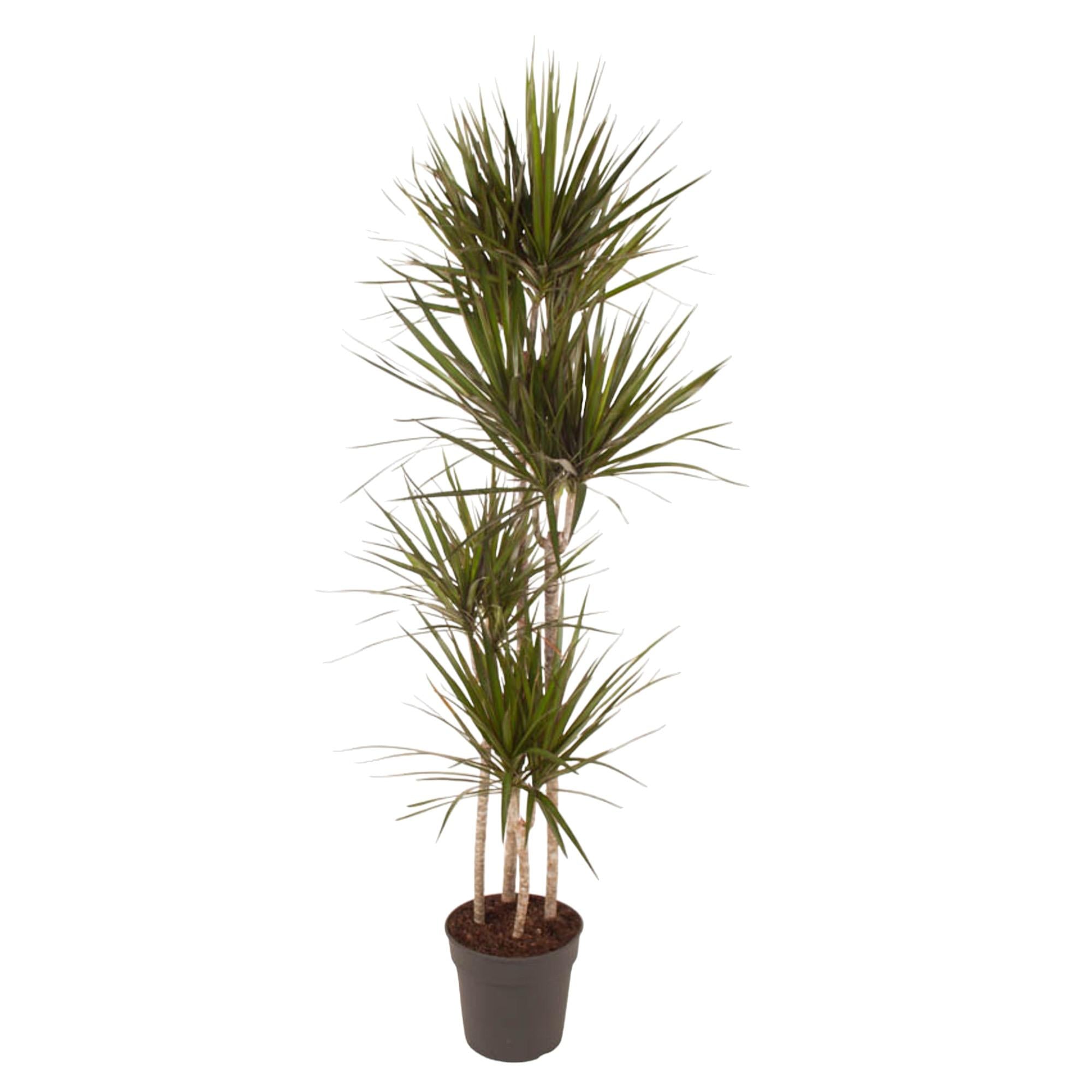 Drachenbaum (Dracaena marginata) 180 cm hoch, Topf ø27 cm