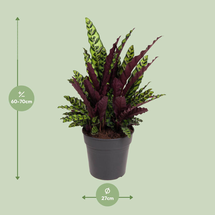 Calathea (Calathea lancifolia) alta 70 cm, vaso ø27 cm