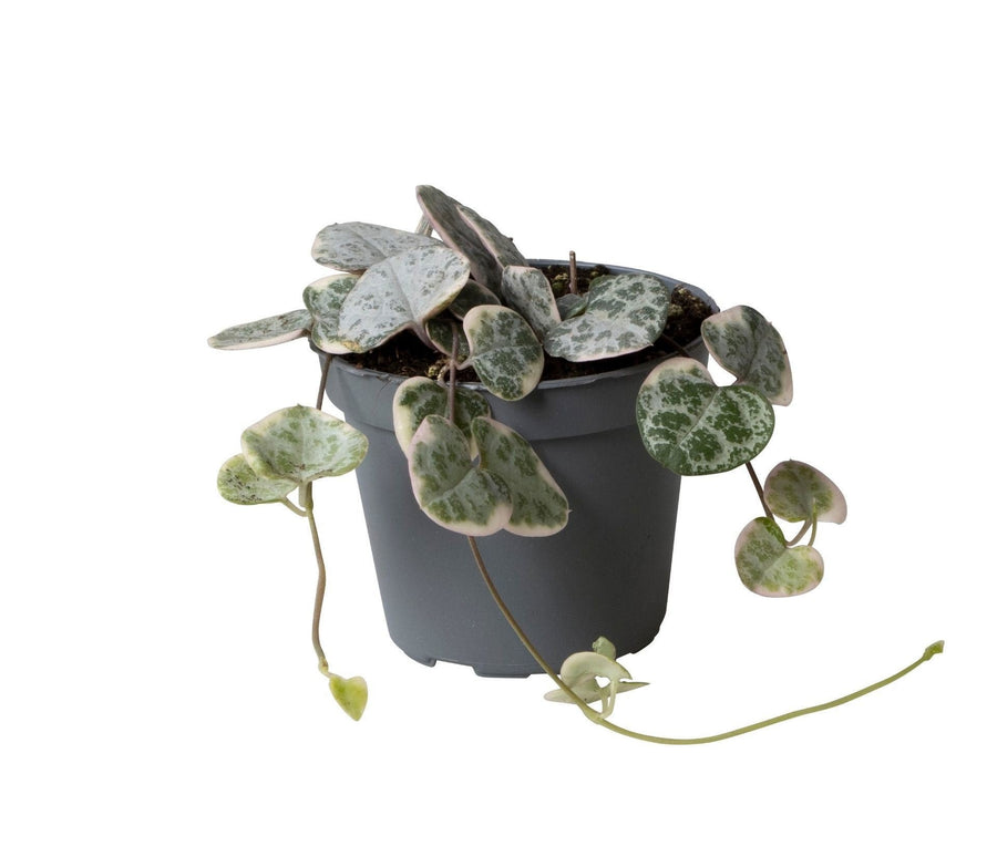 Bonte hartjesplant (Ceropegia woodii 'Variegata') 5 cm hoog, pot ø6 cm