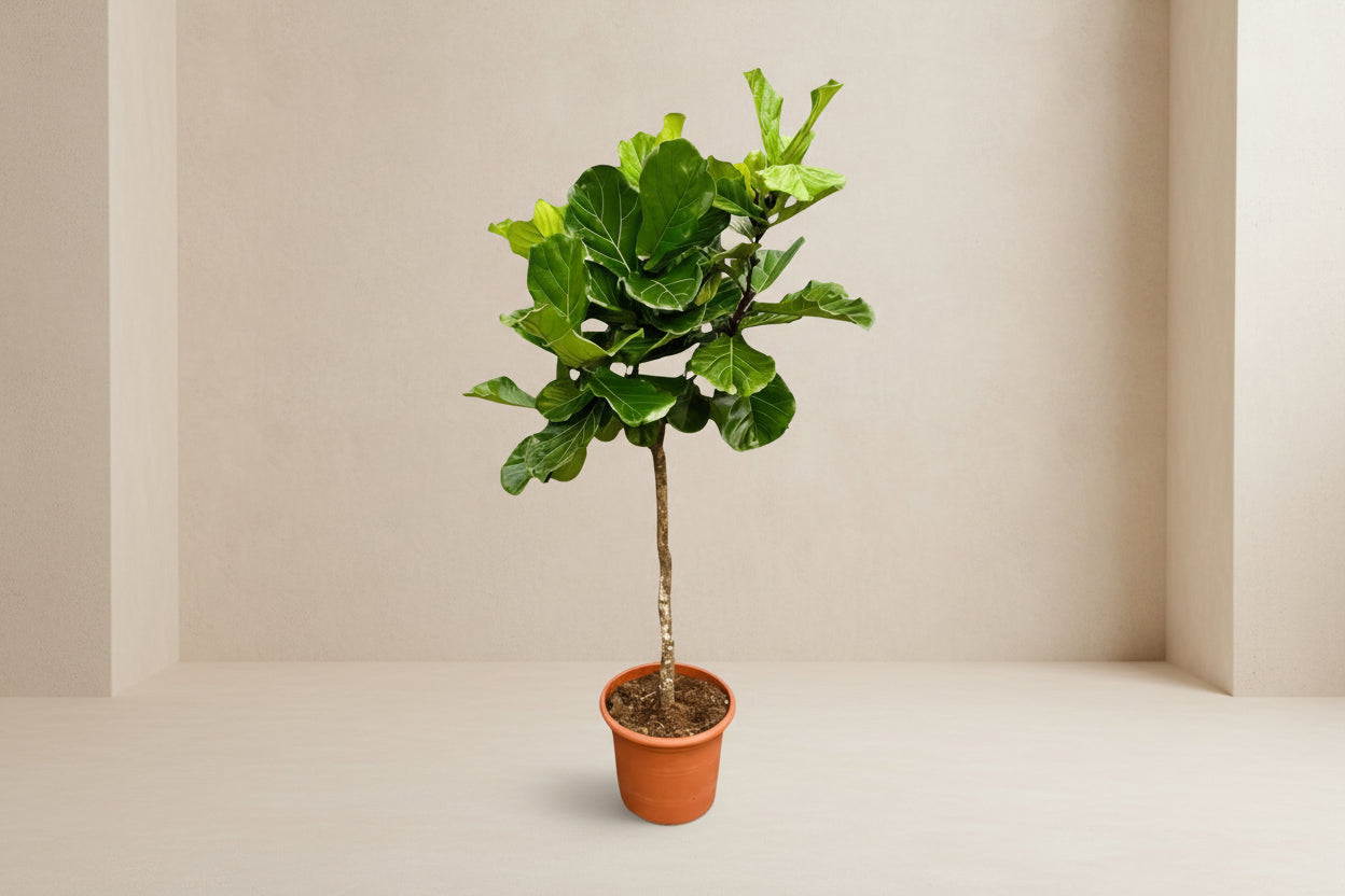 Ficus Lyrata boom XXL - 200 cm - ø40 - XXLplant
