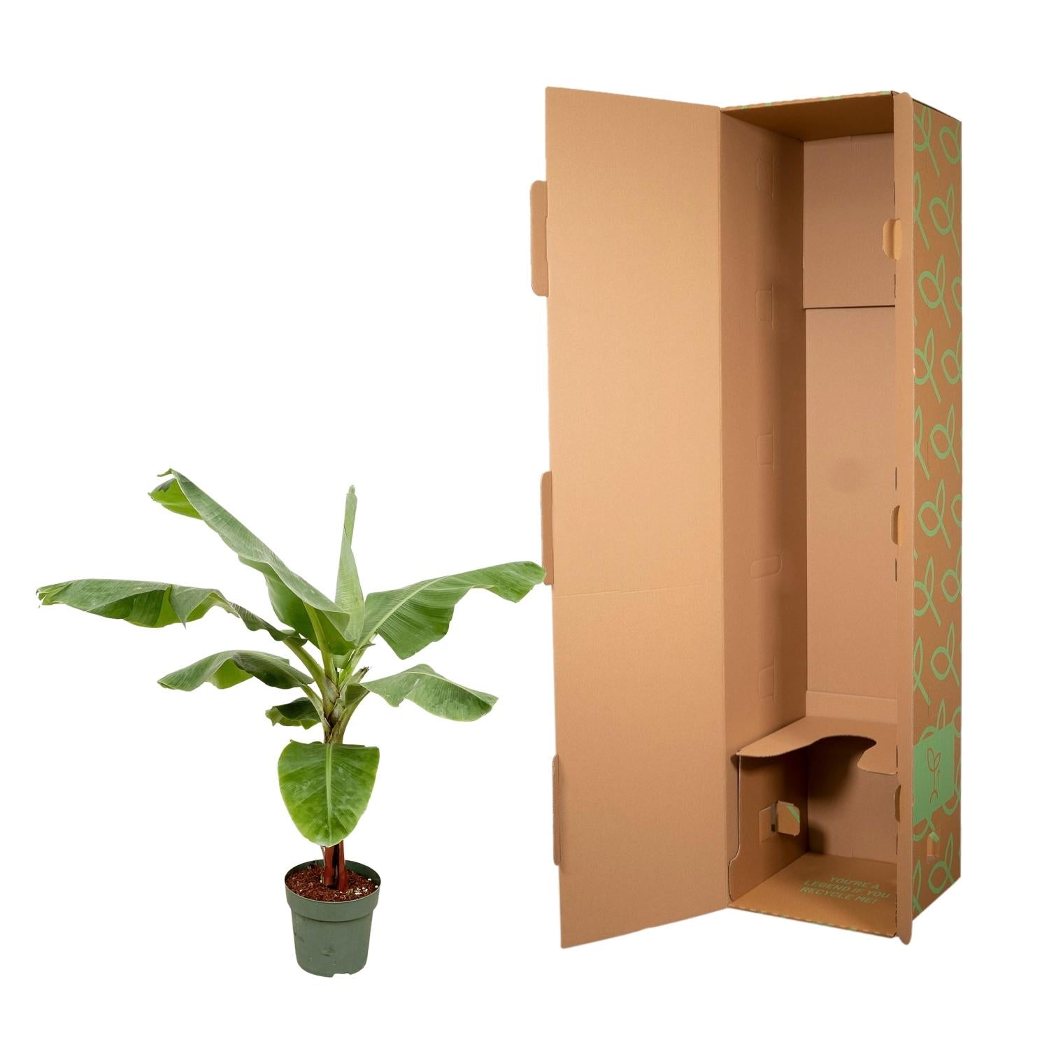 Bananenplant (Musa) - 180cm - Ø30