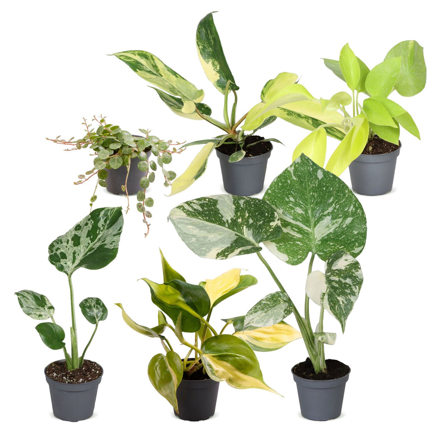 Baby Tropical Mix (6 roślin, doniczka ø6 cm)