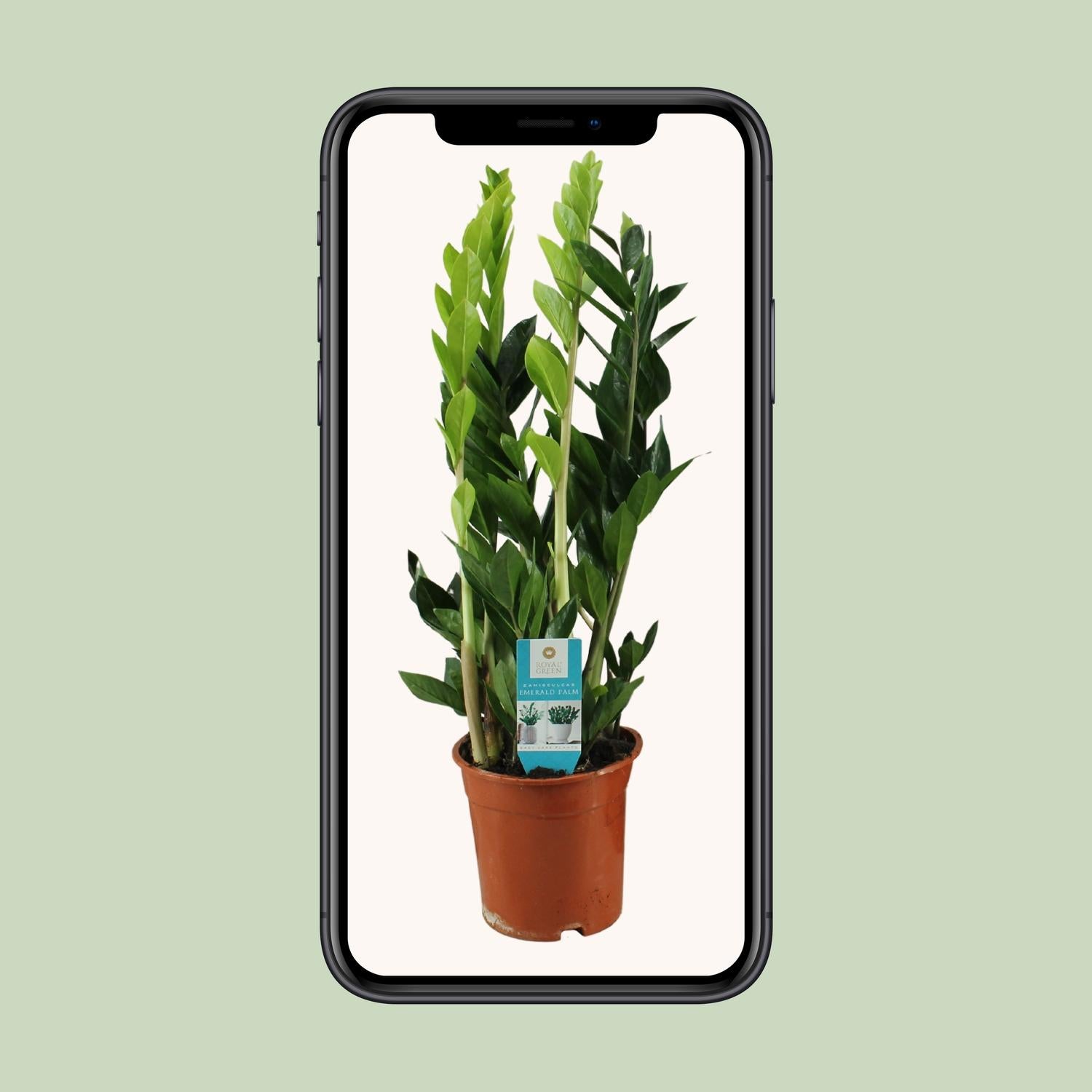 Zamioculcas zamiifolia 65 cm hoog, pot ø17 cm