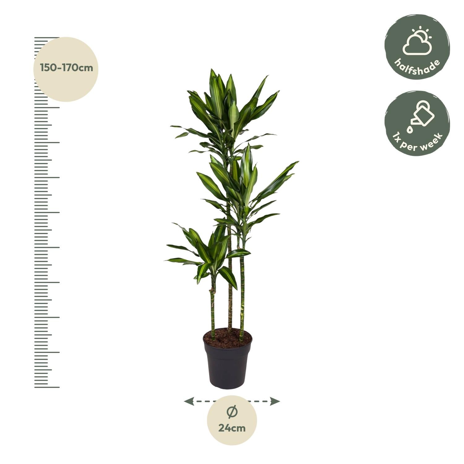 Dracaena Cintho 160cm - ø24