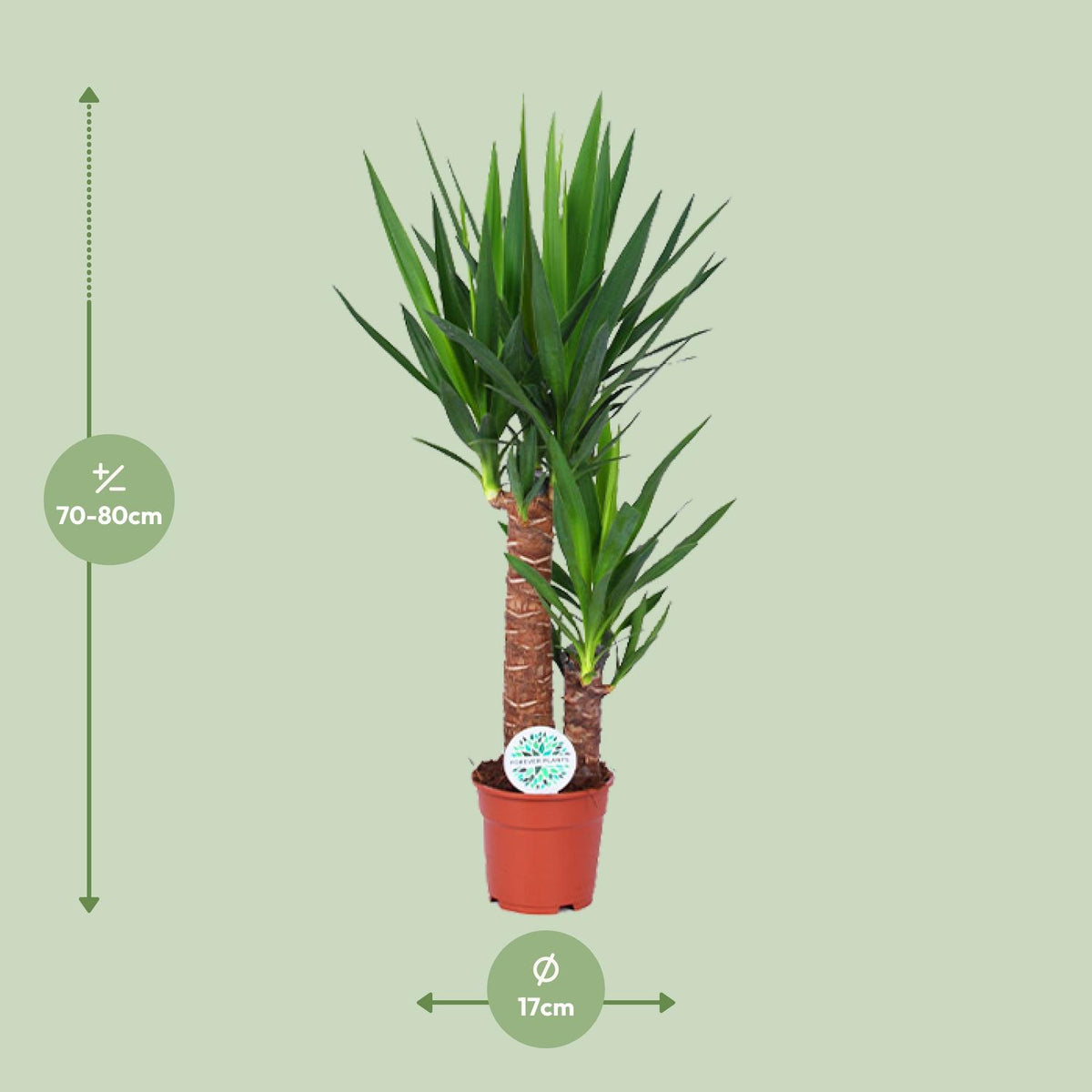 Palmlelie (Yucca elephantipes)