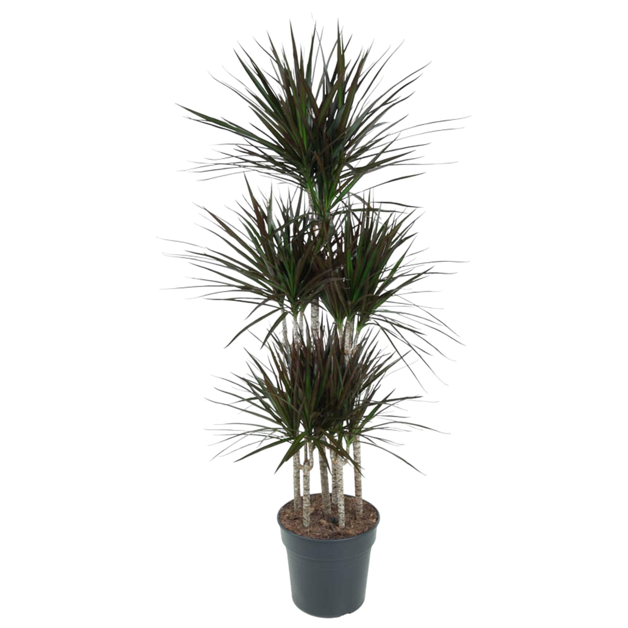 Drakenbloedboom Magenta Carrousel (Dracaena) 150 cm hoog, pot ø31 cm