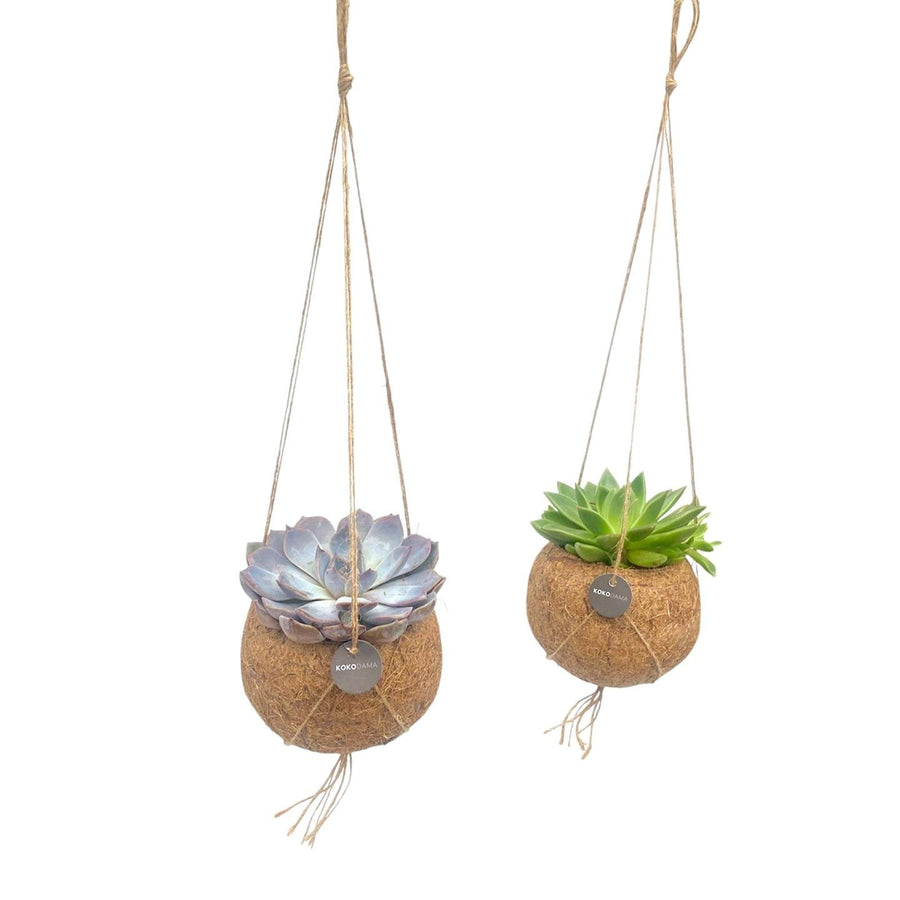 Kokodama Echeveria-Mix hängend, Kugel ø12 cm, Set mit 2