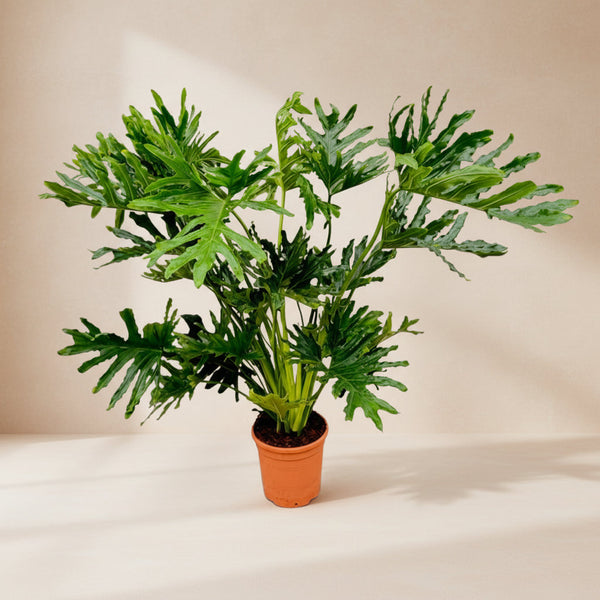 Philodendron Selloum wysokość 100 cm, doniczka ø27 cm