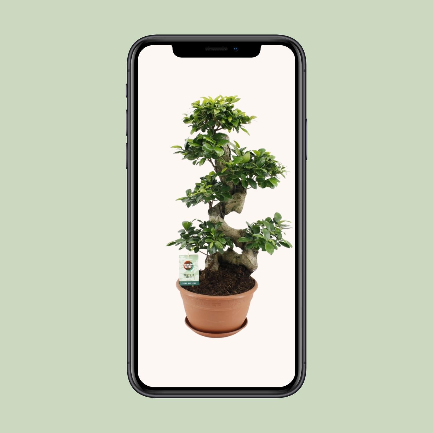 Ficus Ginseng (bonsai-vijg) 70 cm hoog, pot ø27 cm