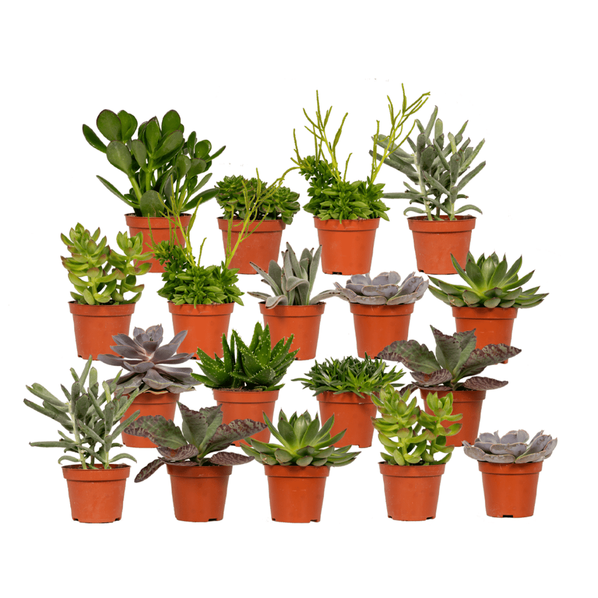 Succulenten mix