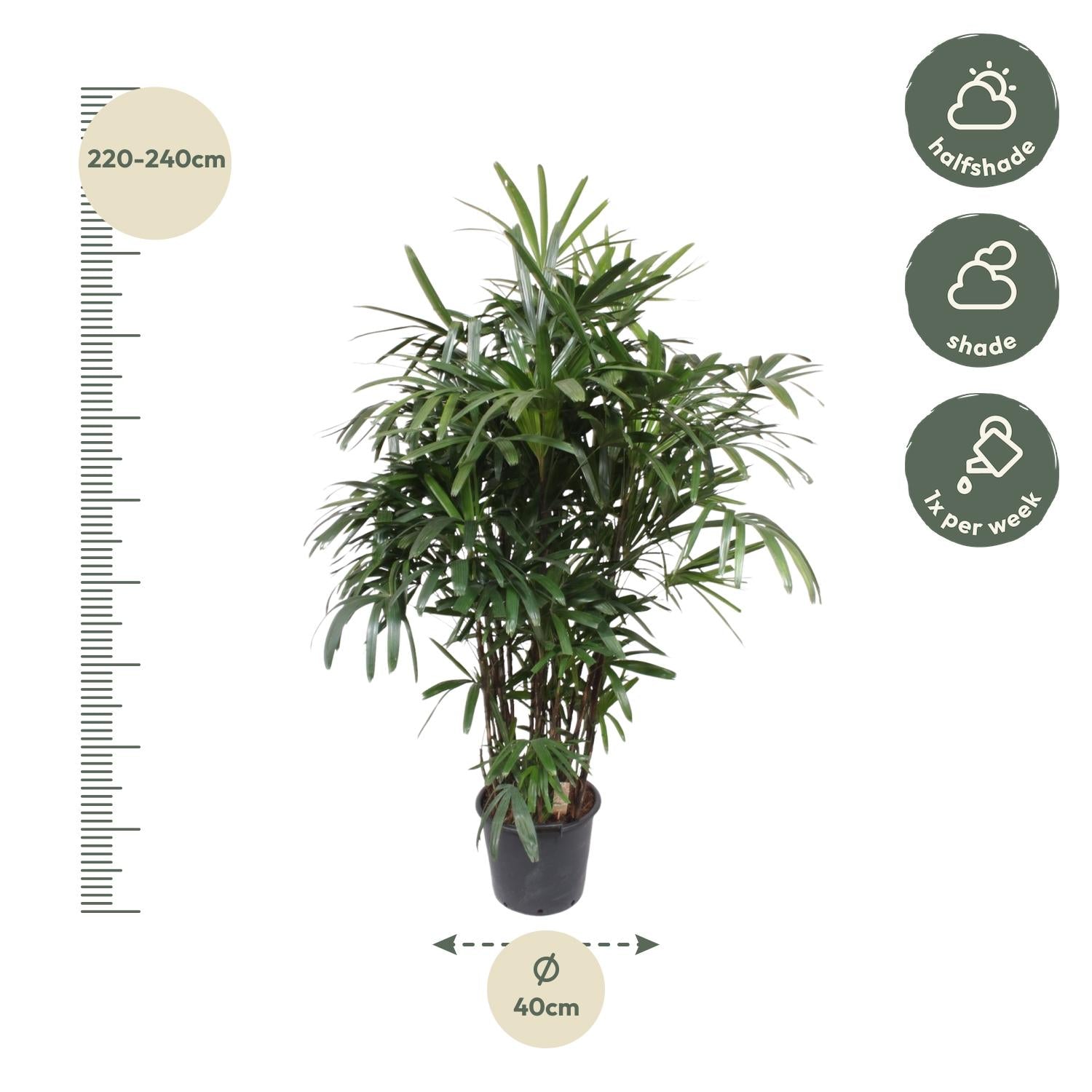 Rhapis Excelsa - 190 cm - ø40 - XXLplant