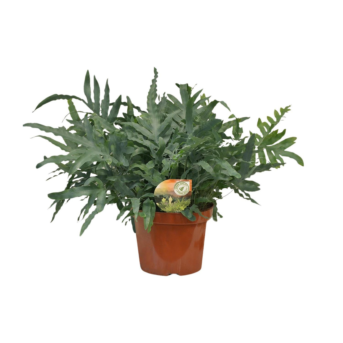 Blauwe varen (Phlebodium aureum 'Blue Star')