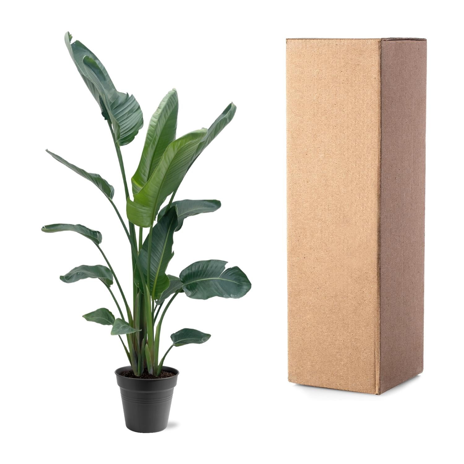 Witte paradijsvogel XXL (Strelitzia nicolai) 190-225 cm hoog, pot ø34 cm