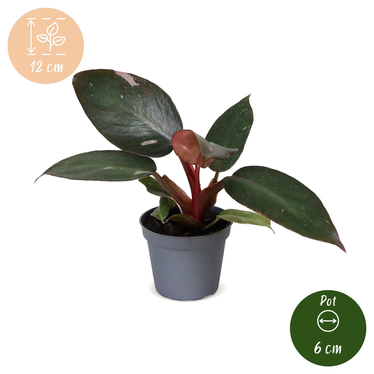 Pink-Princess-Philodendron 12 cm hoch, Topf ø6 cm