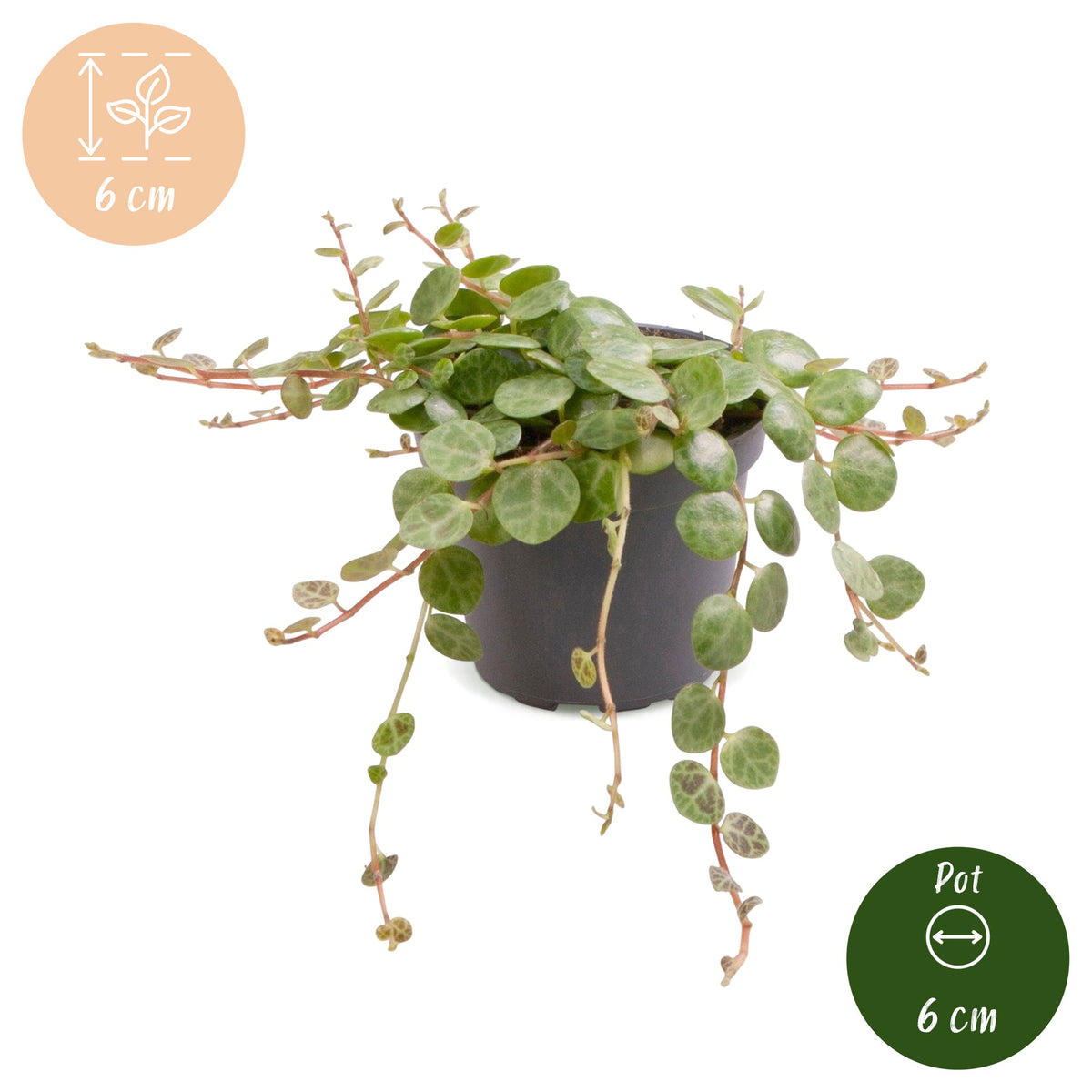 Schildpadpeperomia (Peperomia prostrata)