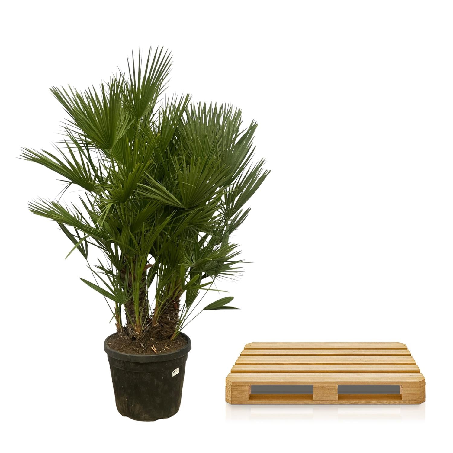 Chamaerops Humilis multi stam - 180 cm - Ø45cm - XXLplant