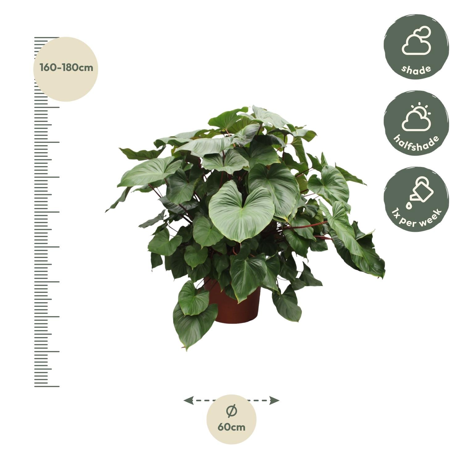 Homalomena Rubescens Maggy - 170 cm - ø60 - XXLplant