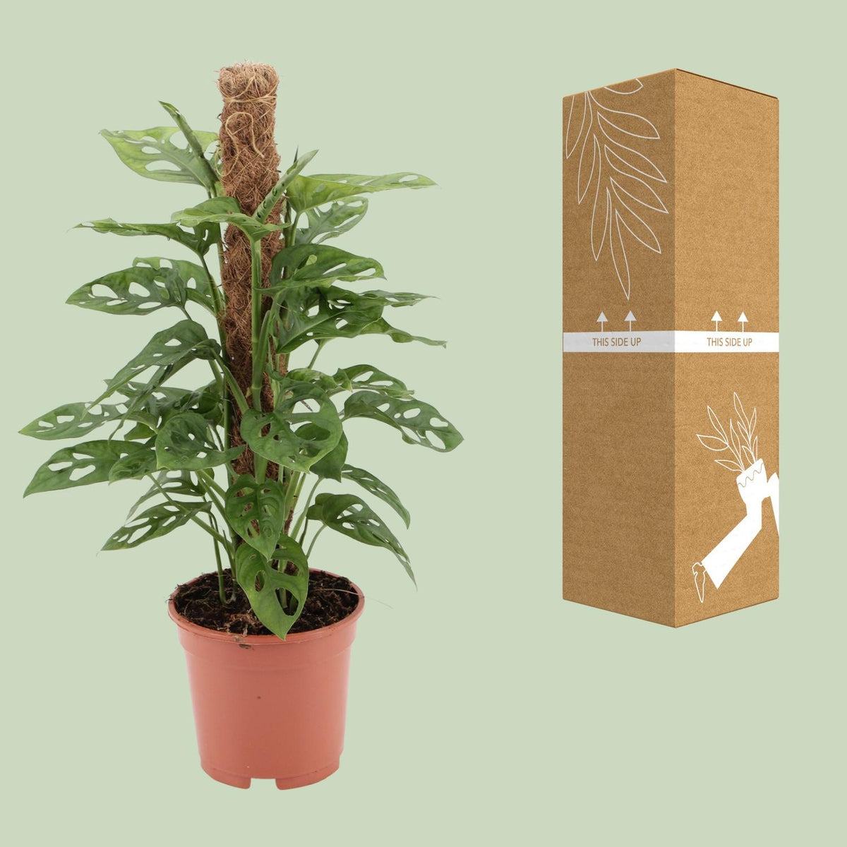 Gatenplant (Monstera adansonii 'Monkey')