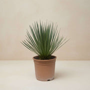 Yucca rostrata 50 cm hoog, pot ø24 cm