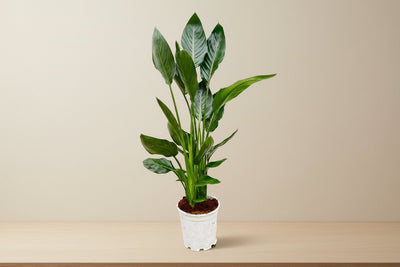 Uccello del paradiso (Strelitzia reginae) 100 cm di altezza, vaso ø21 cm